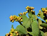 Pear cactus